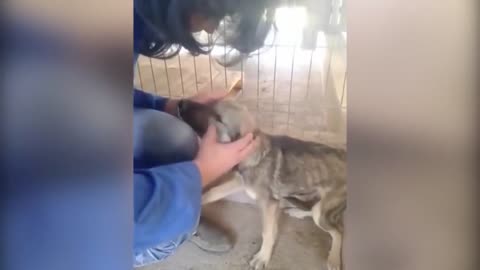 Dog traumatised by abuse screams when petted for the first time