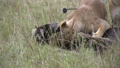 loins hunt