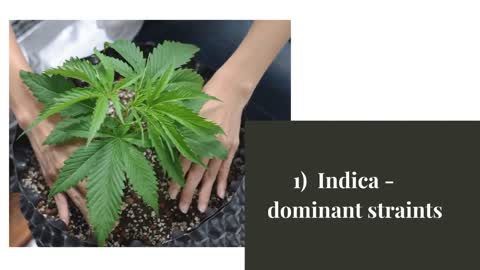 The Top Cannabis Seeds for Growing Potent Buds
