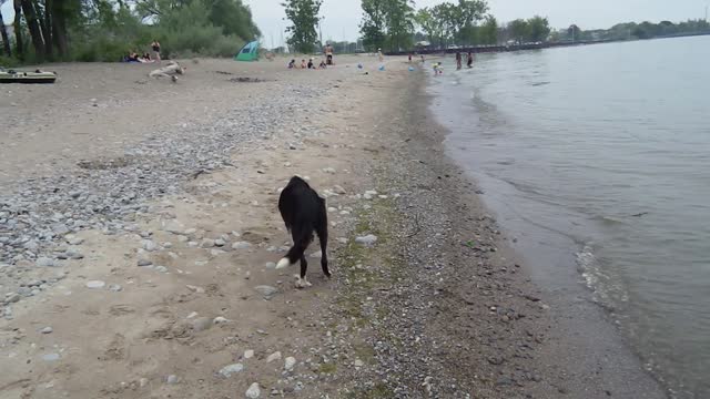 AN OLD DOG AND HIS STICK