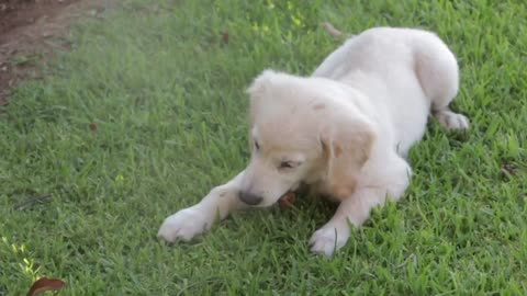 Cute puppies and dogs playing