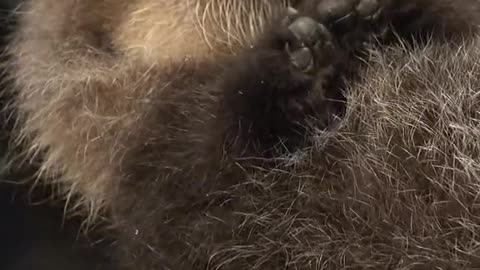 Cute Sea Otter