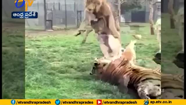 LION FIGHTS TIGER FOR HIS LIFE