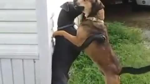 Dog fight