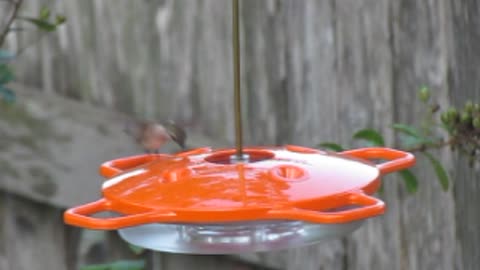 Hummer Identifies as an Oriole