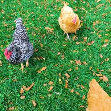 Why hens may chase you like fangirls chasing Harry Styles 😂