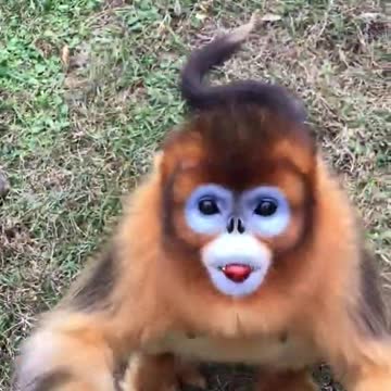 Cute golden snub nosed monkeys