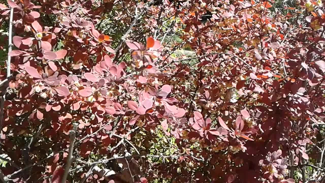 Berberys, zastosowanie i uprawa