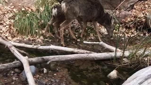 Momma and her babe