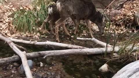 Momma and her babe