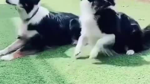 dog dancing