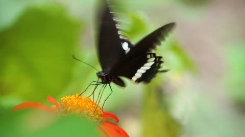 Butterfly in nature