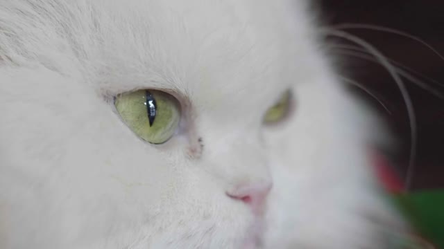 Close-up portrait of white cat with yellow eyes