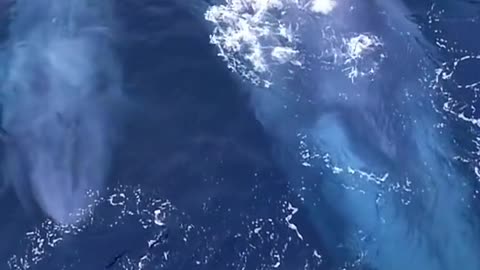 The largest animal on earth sure knows how to make an entrance!