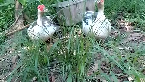 🤗Chilling with Ballerina and Princess Ducks on a Sunny Saturday Afternoon 🦆🦆🥰