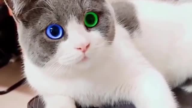 Cute cat with two different eye ball colours