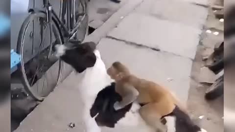 Funny video monkey and dog a