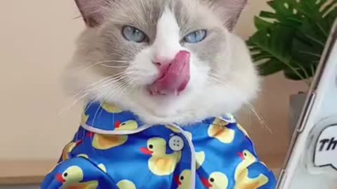 Funny cats doing funny things