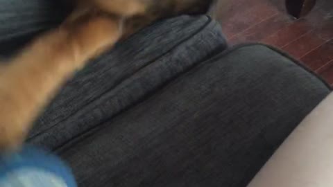 Brown dog with blue ball rolls off grey couch