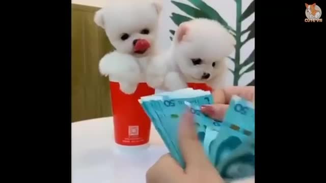 Small cute dog🥺😍