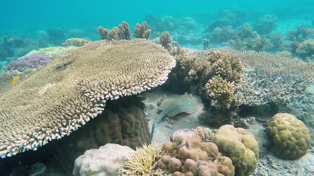 Creatures underwater in their natural environment
