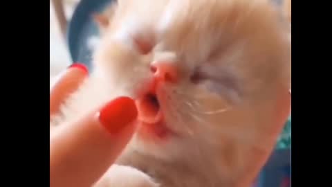 Cute and Funny Cat Videos to Keep You Smiling