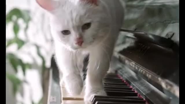 Cat Playing piano like Beethoven