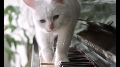 Cat Playing piano like Beethoven