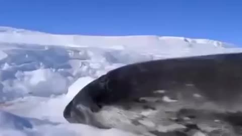 Wow so cute rarest beautiful creatures on Snow