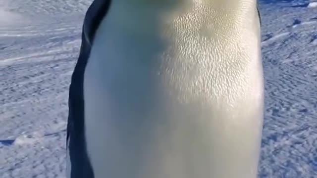 Antarctic penguin with its cub