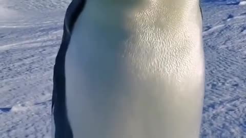 Antarctic penguin with its cub