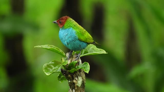 Nature with garden bird