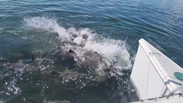 Sharks in Key West 1