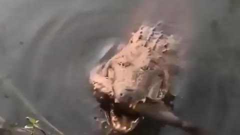 It is a very crunchy meal for this crocodile