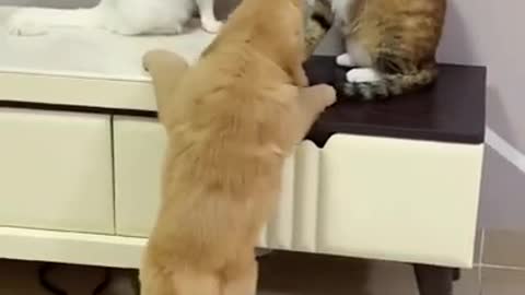 I like cute puppy
