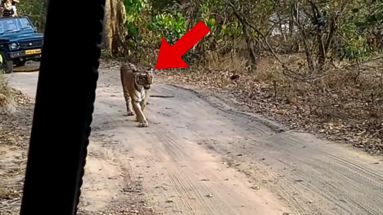 6 Tiger Encounters You Shouldn't Click On