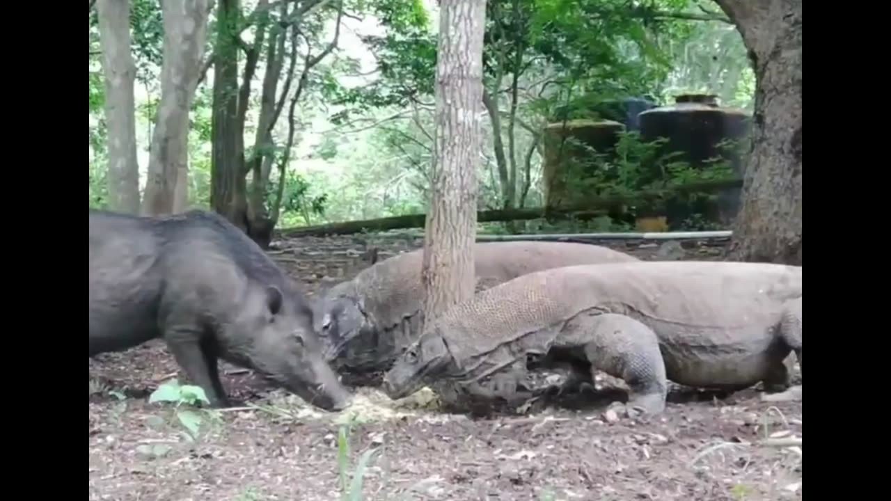 KOMODO DRAGON AND WILD BOAR' EATING TOGETHER ?