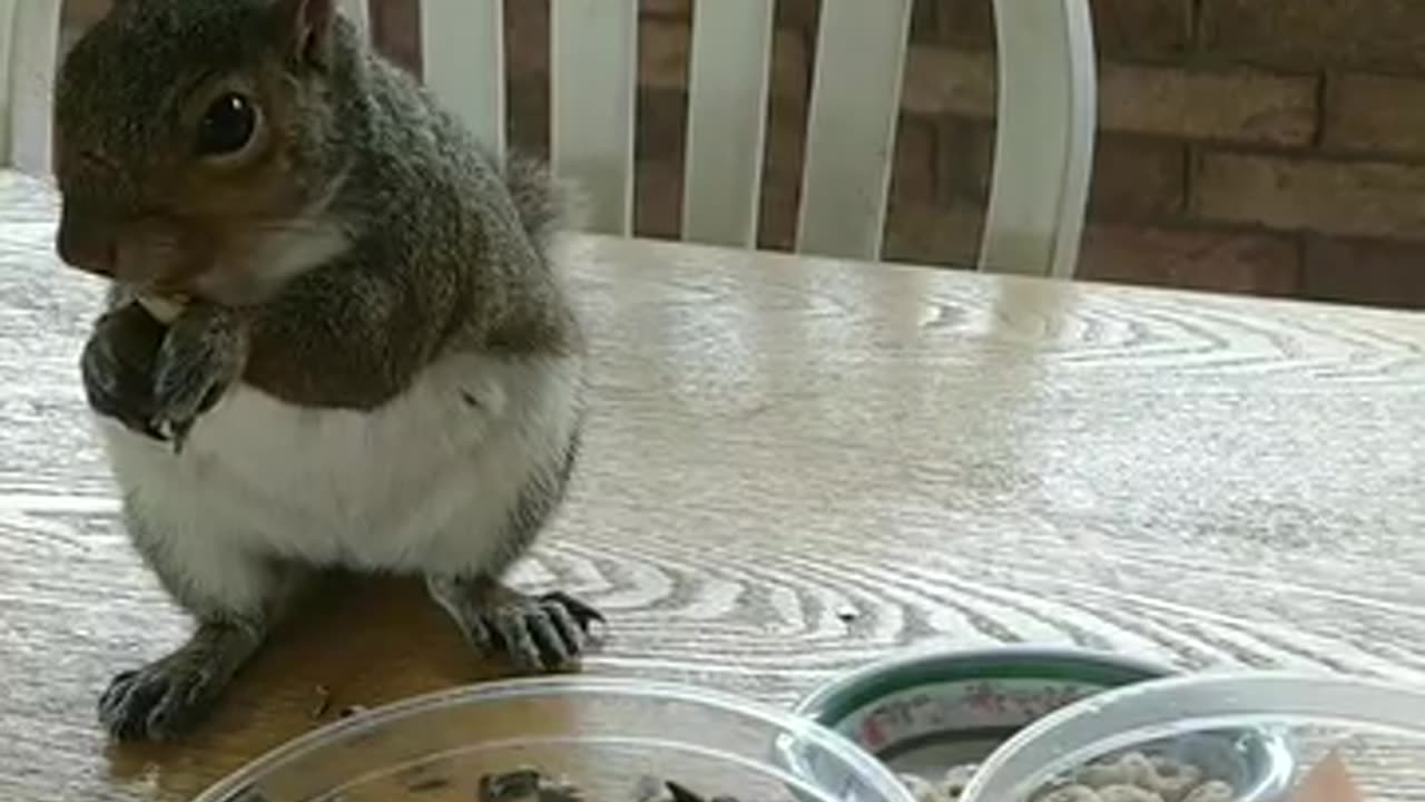 Squirrel eating peanuts and sunflower seeds 🐿️/Mika The Squirrel 🥰.