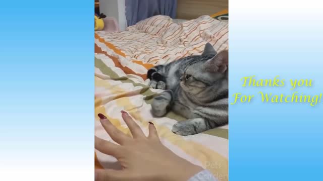 Cute Pets And Funny Animals Compilation 43 Pets Garden_1080p