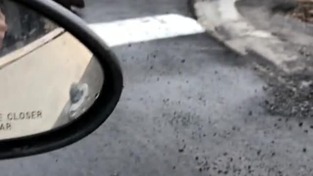 Adorable moment beaver caught crossing the roaddd