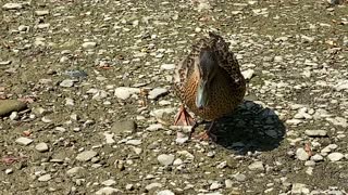 Brave duckling 😂🤣