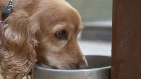 Dog drinking from water bowl on fountain outdoors slow motion
