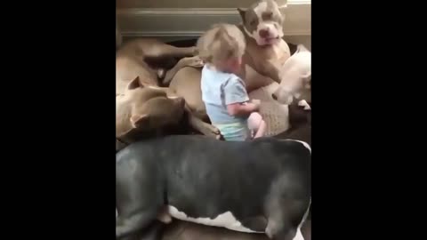 Dogs petting a small child and the baby is happy with them