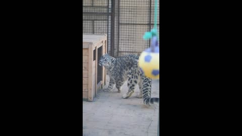 The color of this leopard is so bright