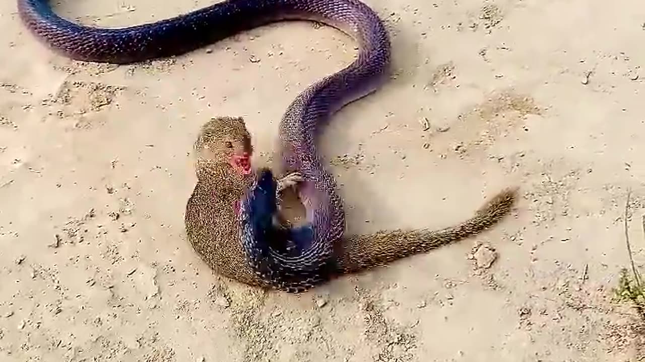 Best snake 🐍 fight