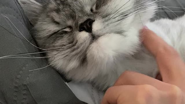 A cat who likes to touch