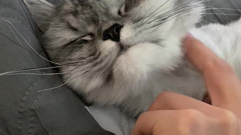 A cat who likes to touch