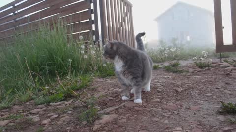 Dog and cat 😍❤