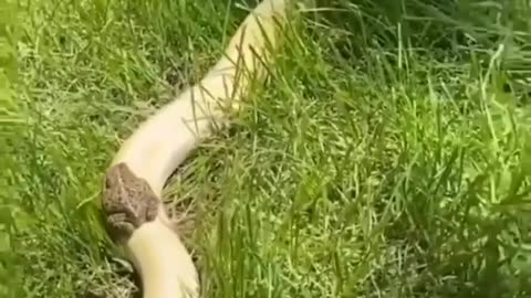 Me overcoming shadow animal funny 😂😂😂