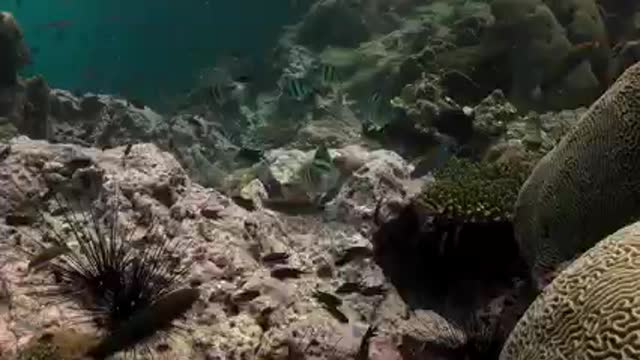 Beautiful underwater view